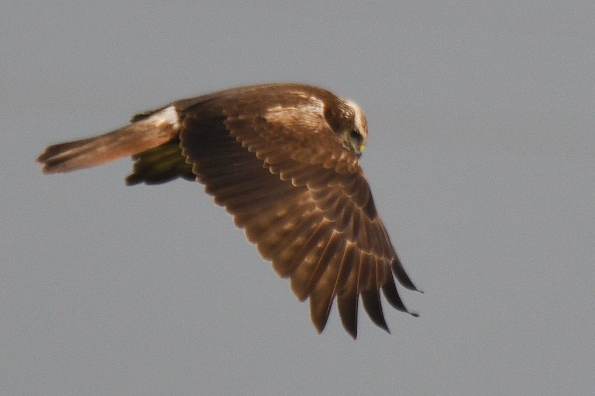 Eastern Marsh Harrier - ML645880262