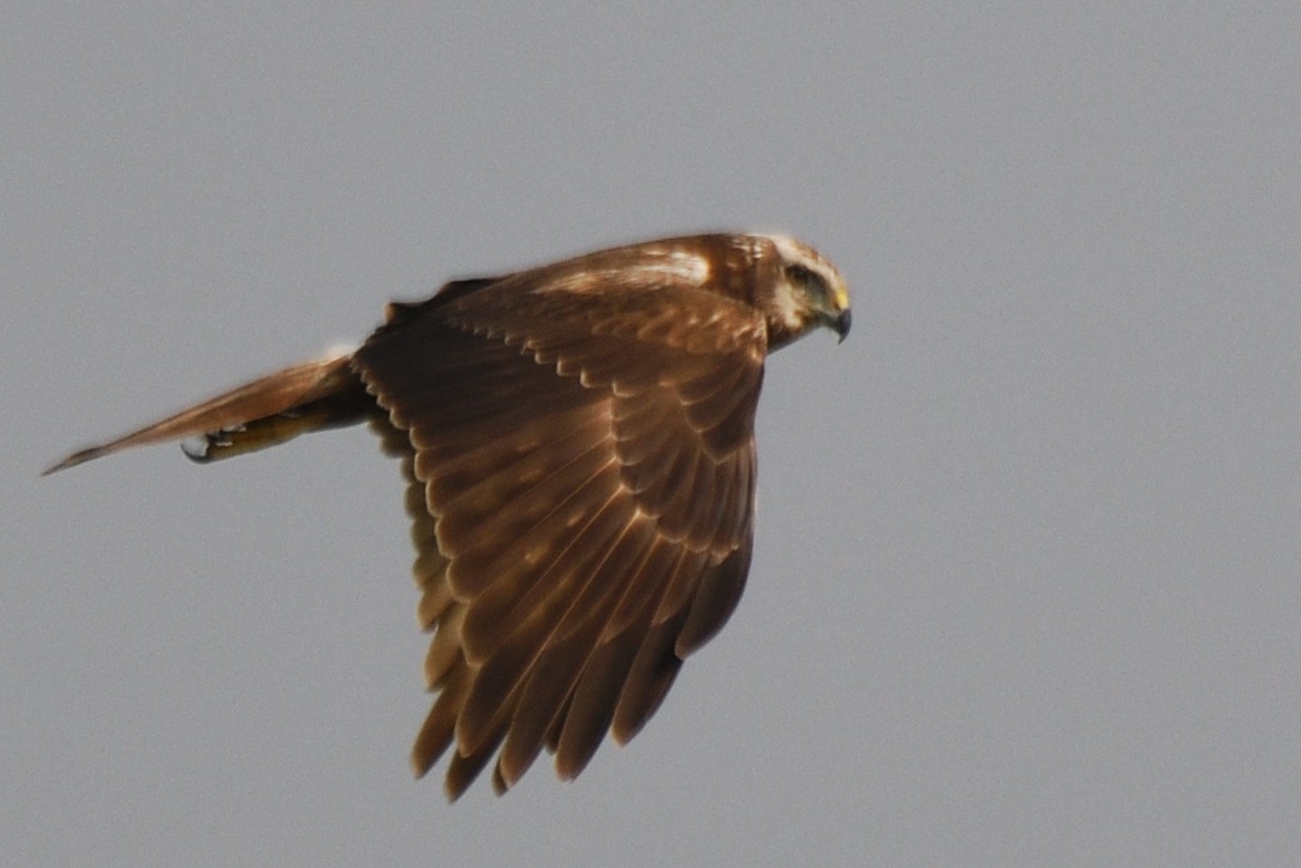 Eastern Marsh Harrier - ML645880263