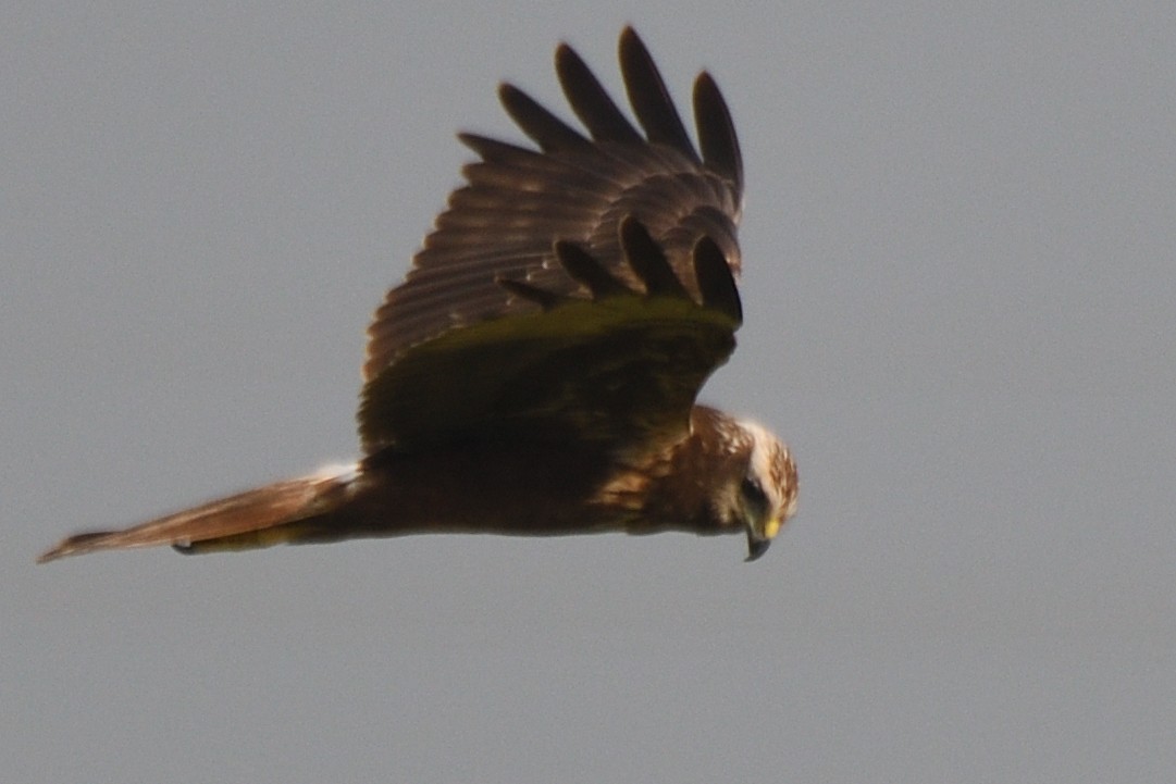 Eastern Marsh Harrier - ML645880264