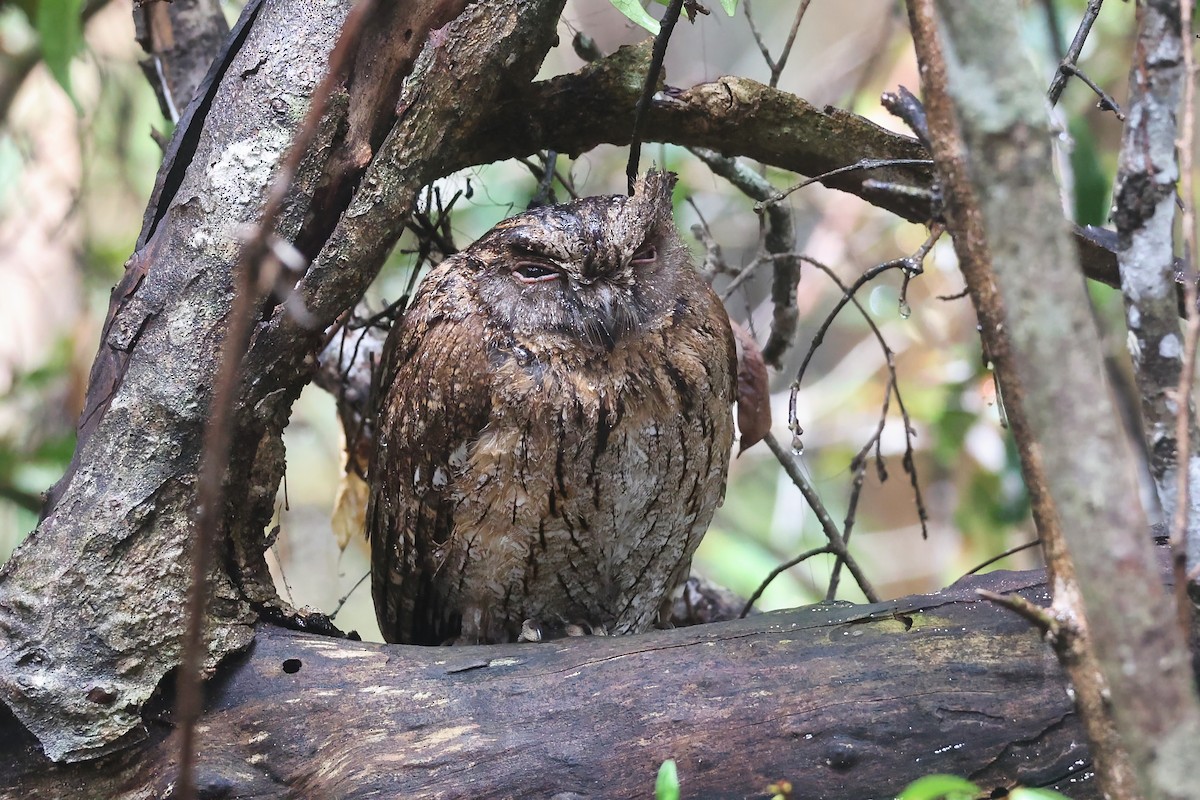Madagascar Scops-Owl (Torotoroka) - ML645880266