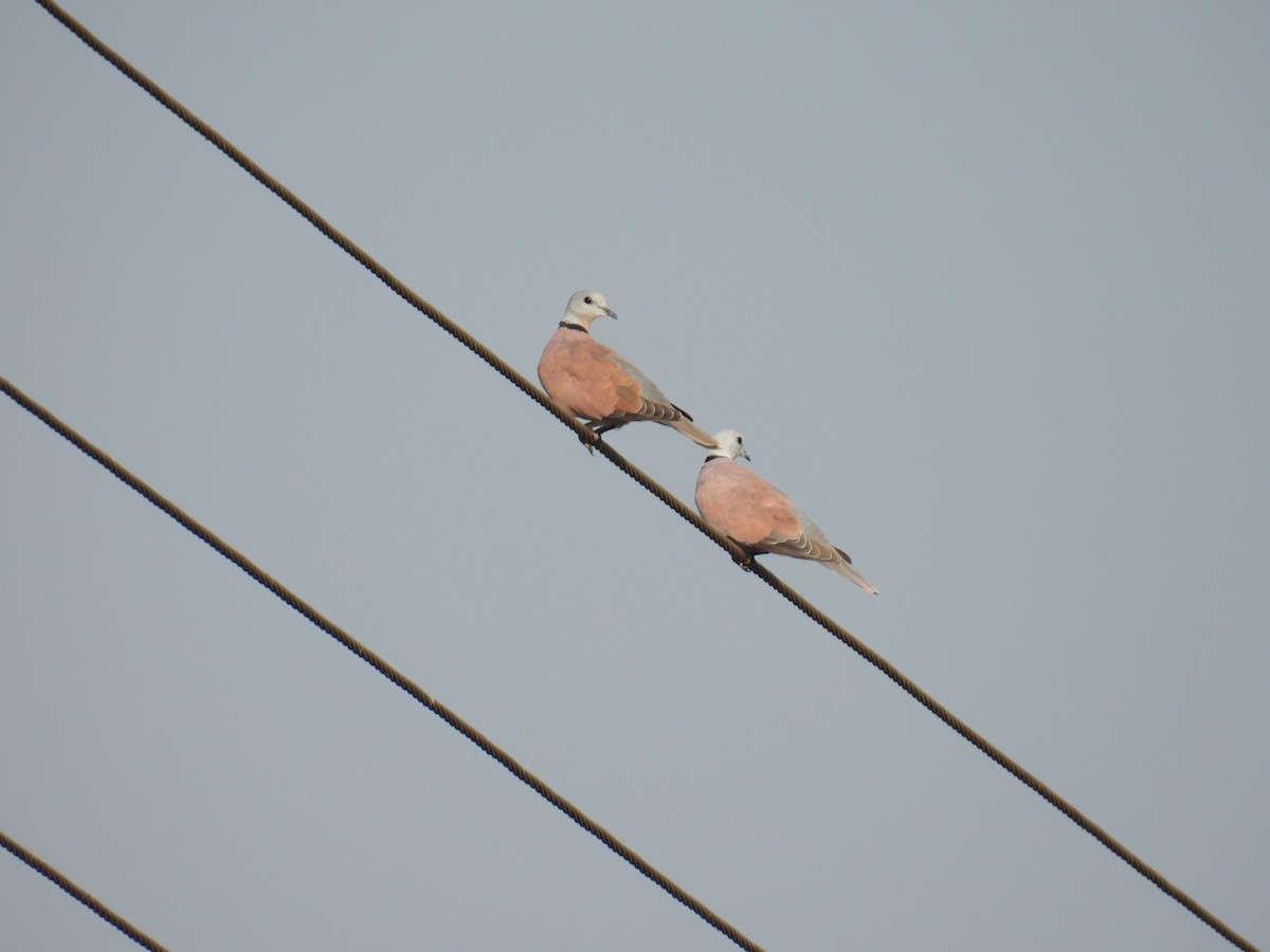 Red Collared-Dove - ML645880267