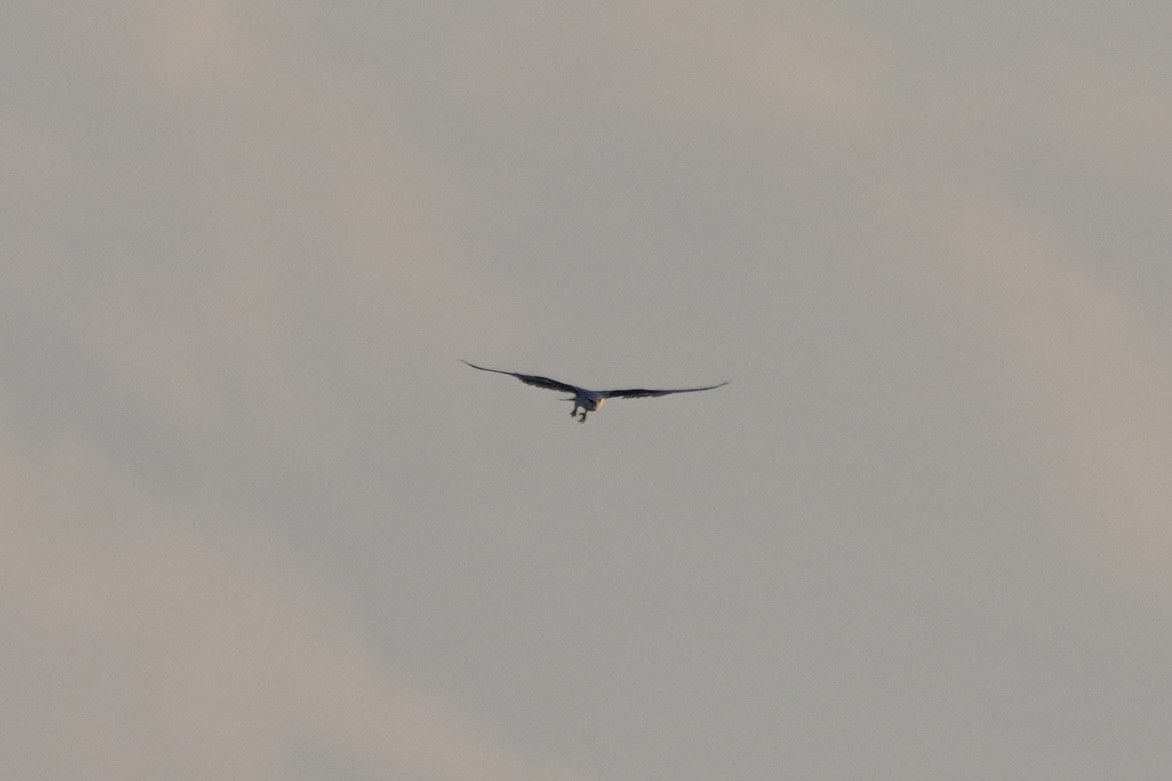 Black-winged Kite - ML645880268