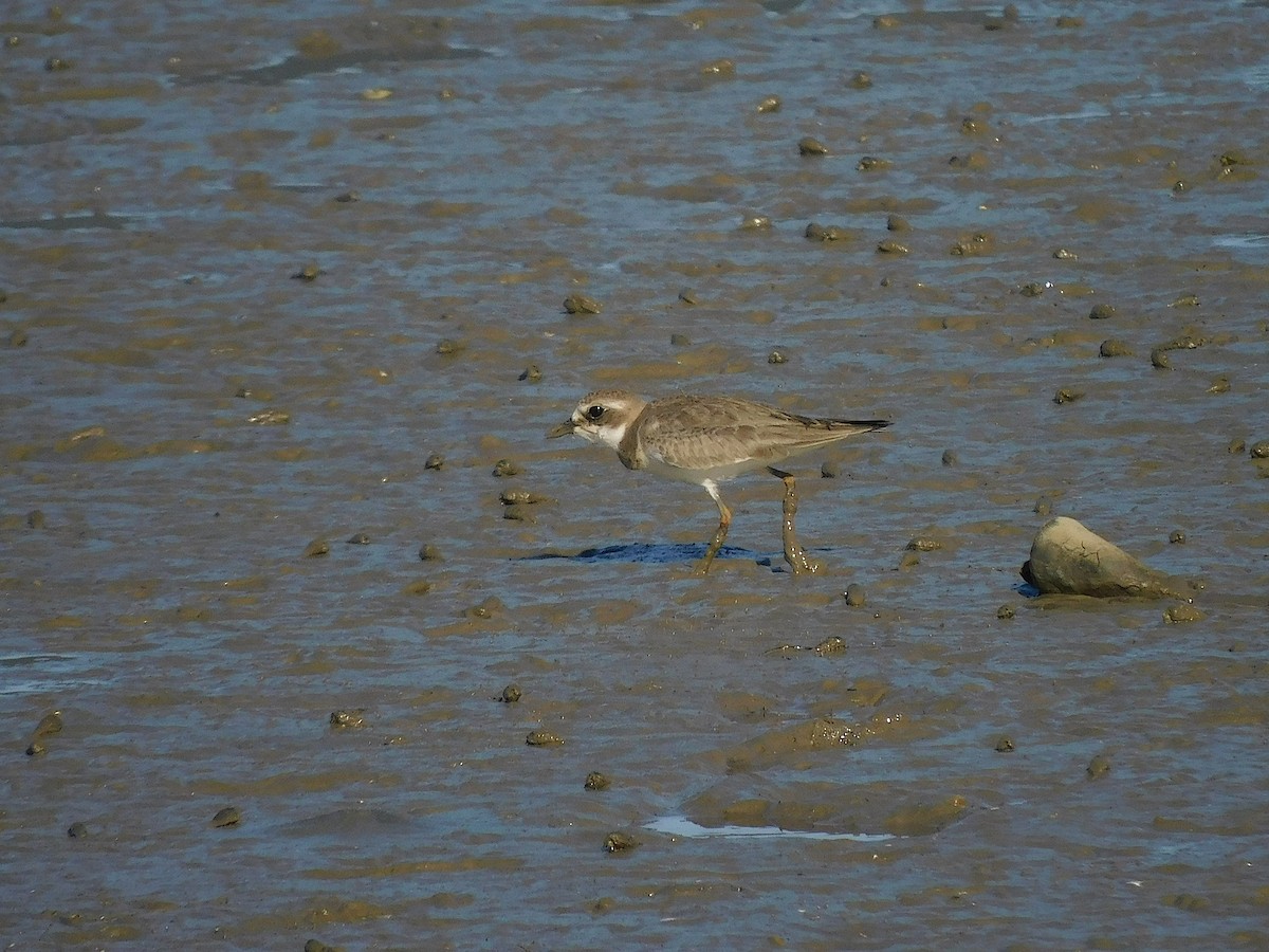 Siberian Sand-Plover - ML645880269