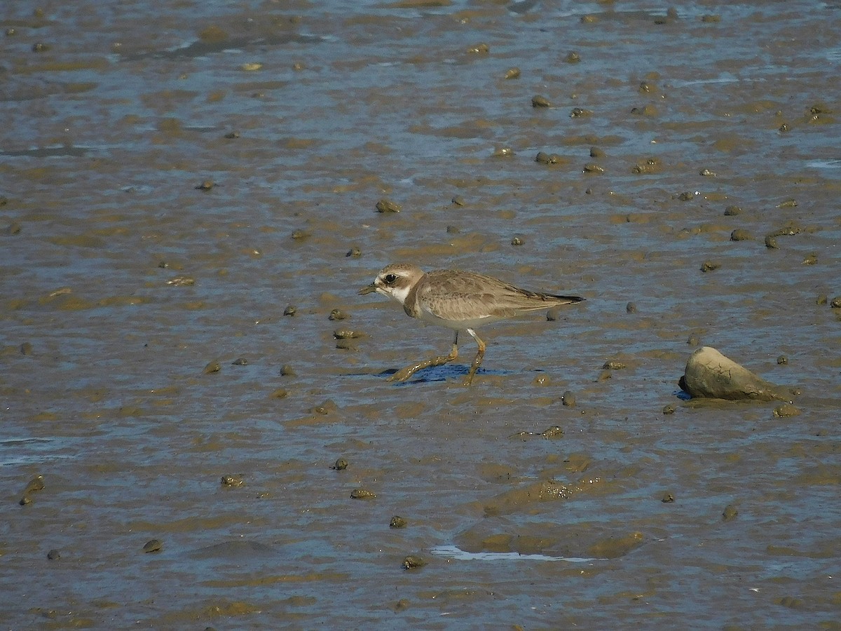 Siberian Sand-Plover - ML645880270