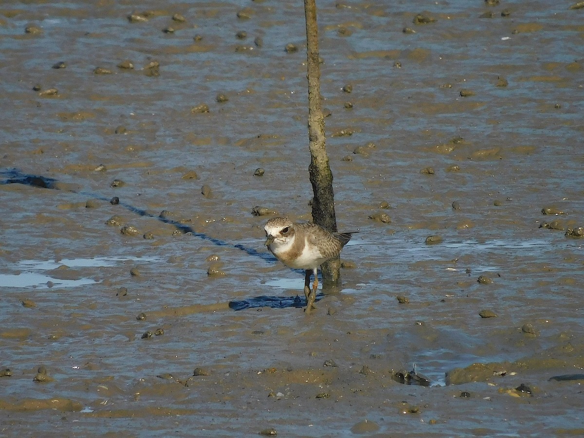 Siberian Sand-Plover - ML645880271