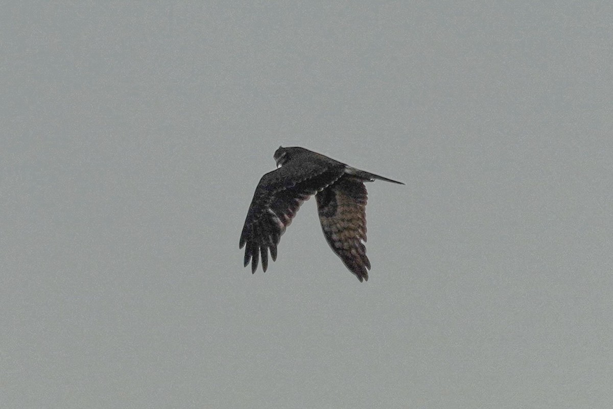 Pied Harrier - ML645880273