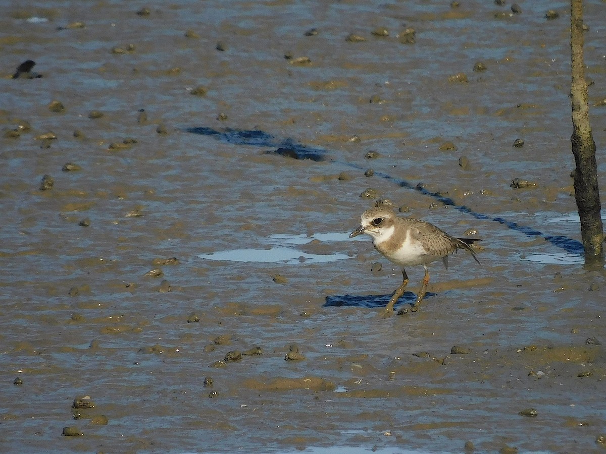 Siberian Sand-Plover - ML645880280