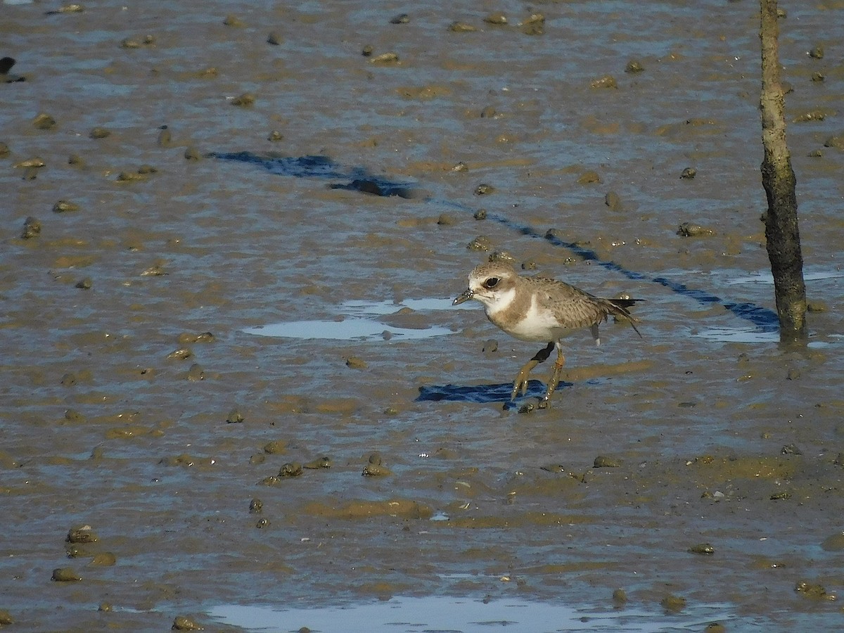 Siberian Sand-Plover - ML645880281