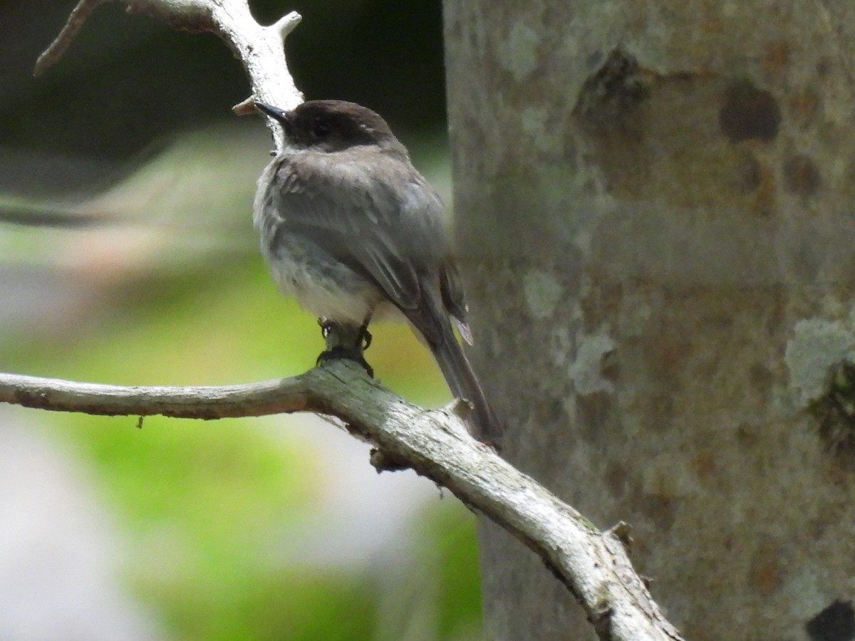 Eastern Phoebe - ML645880282