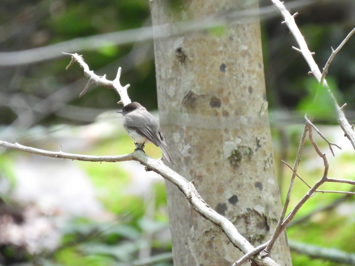 Eastern Phoebe - ML645880283