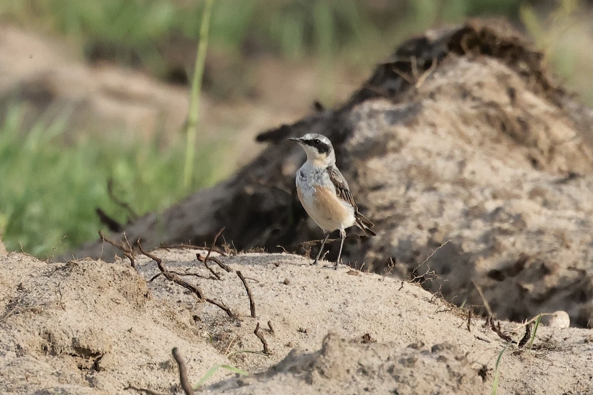 Northern Wheatear - ML645880284
