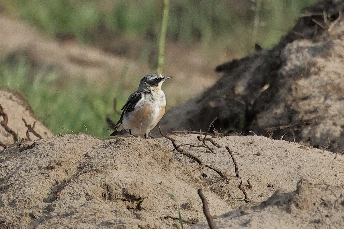 Northern Wheatear - ML645880289