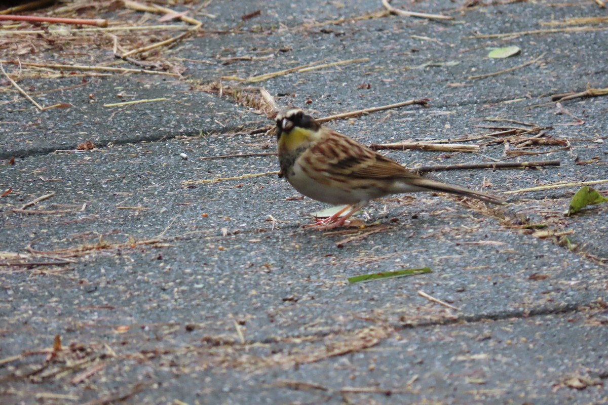Yellow-throated Bunting - ML645880290