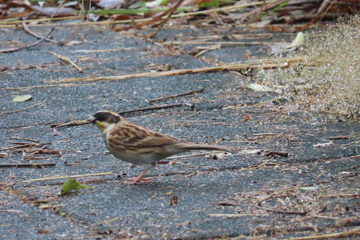 Yellow-throated Bunting - ML645880291