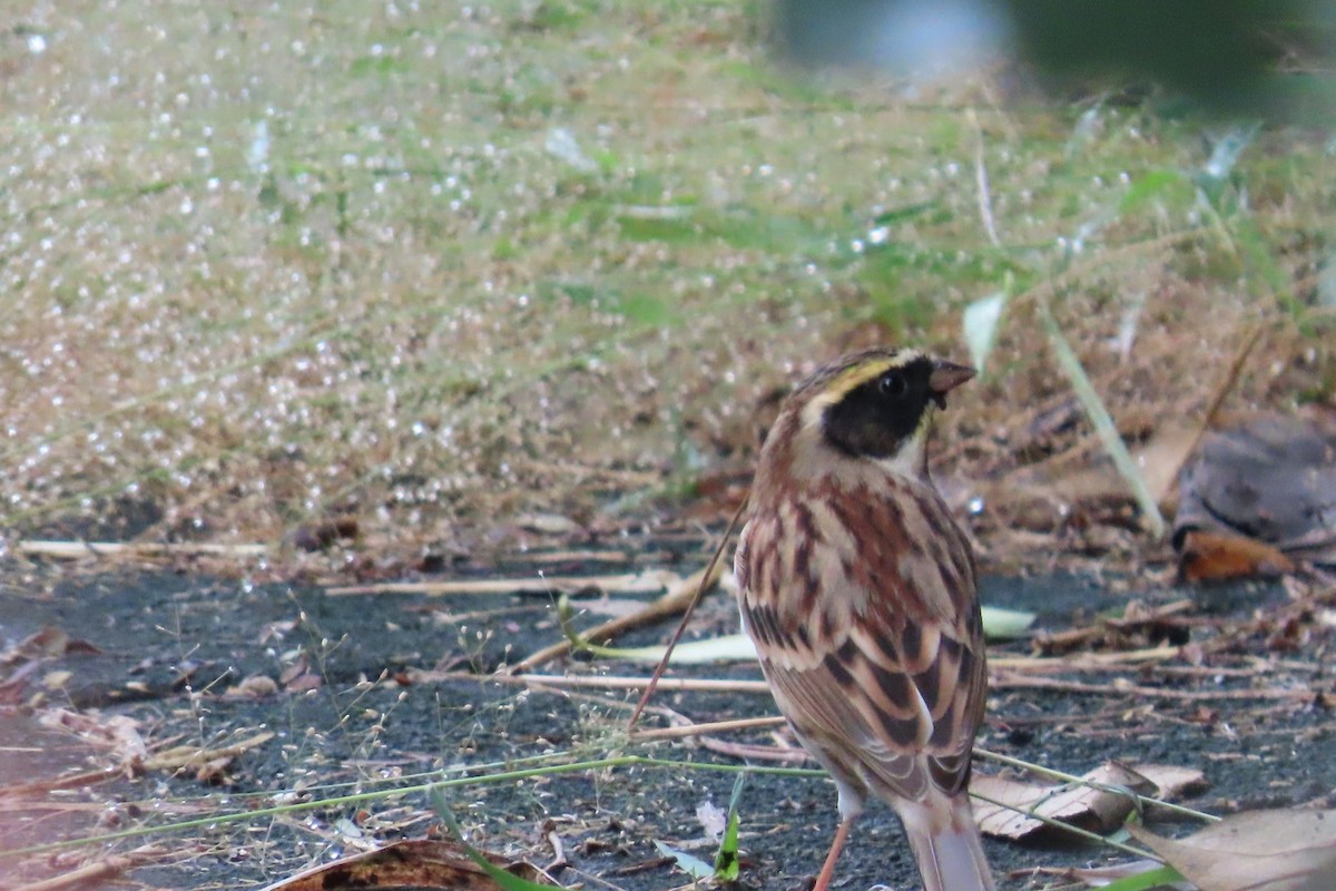 Yellow-throated Bunting - ML645880292