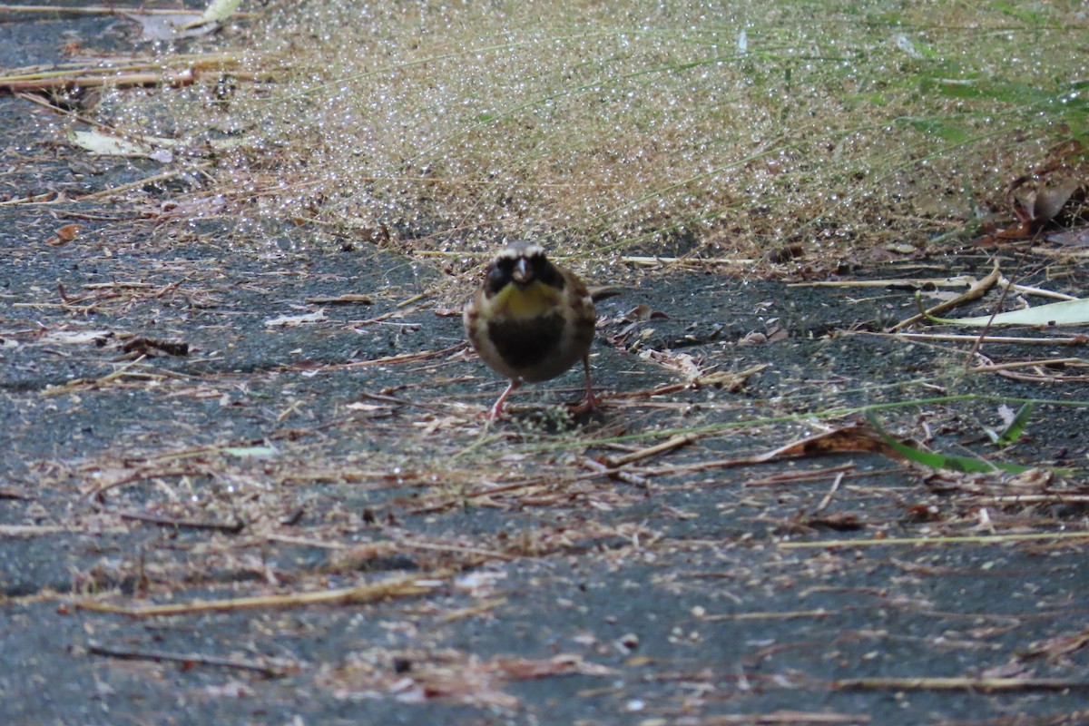 Yellow-throated Bunting - ML645880293
