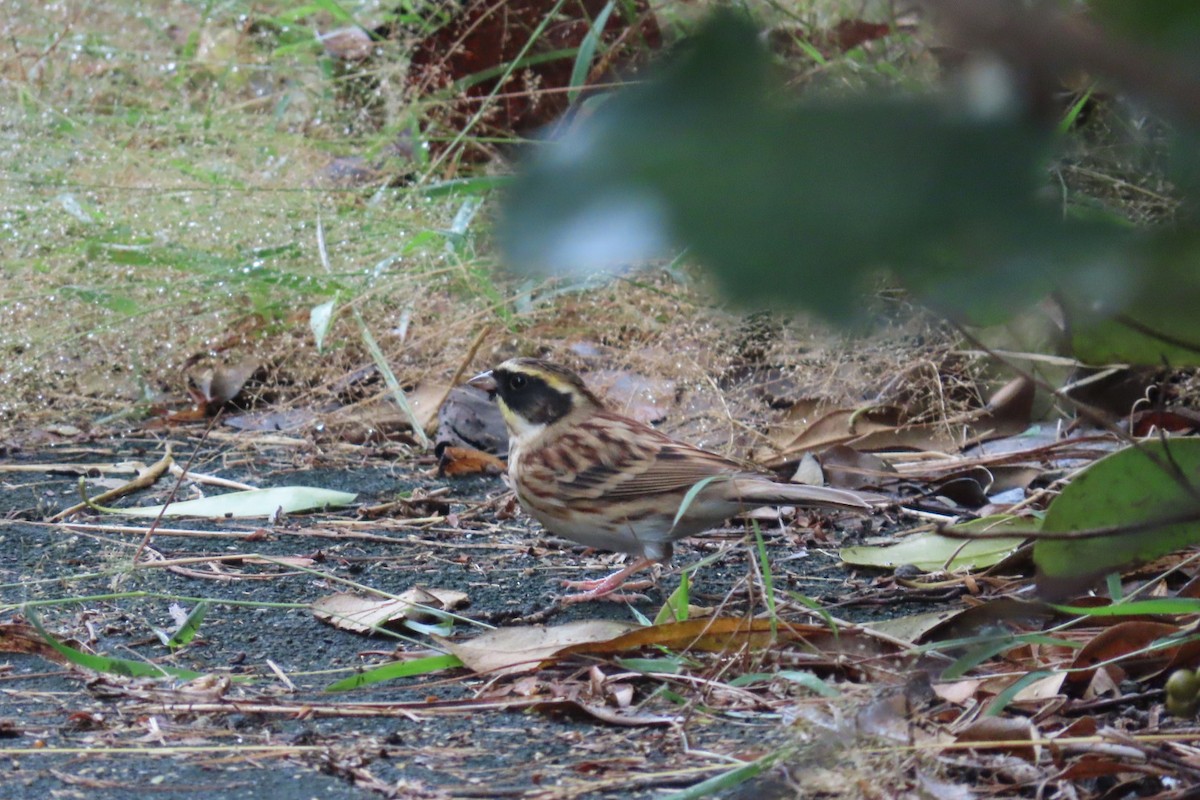 Yellow-throated Bunting - ML645880294