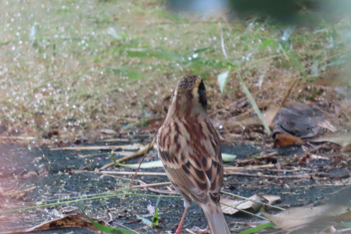 Yellow-throated Bunting - ML645880295
