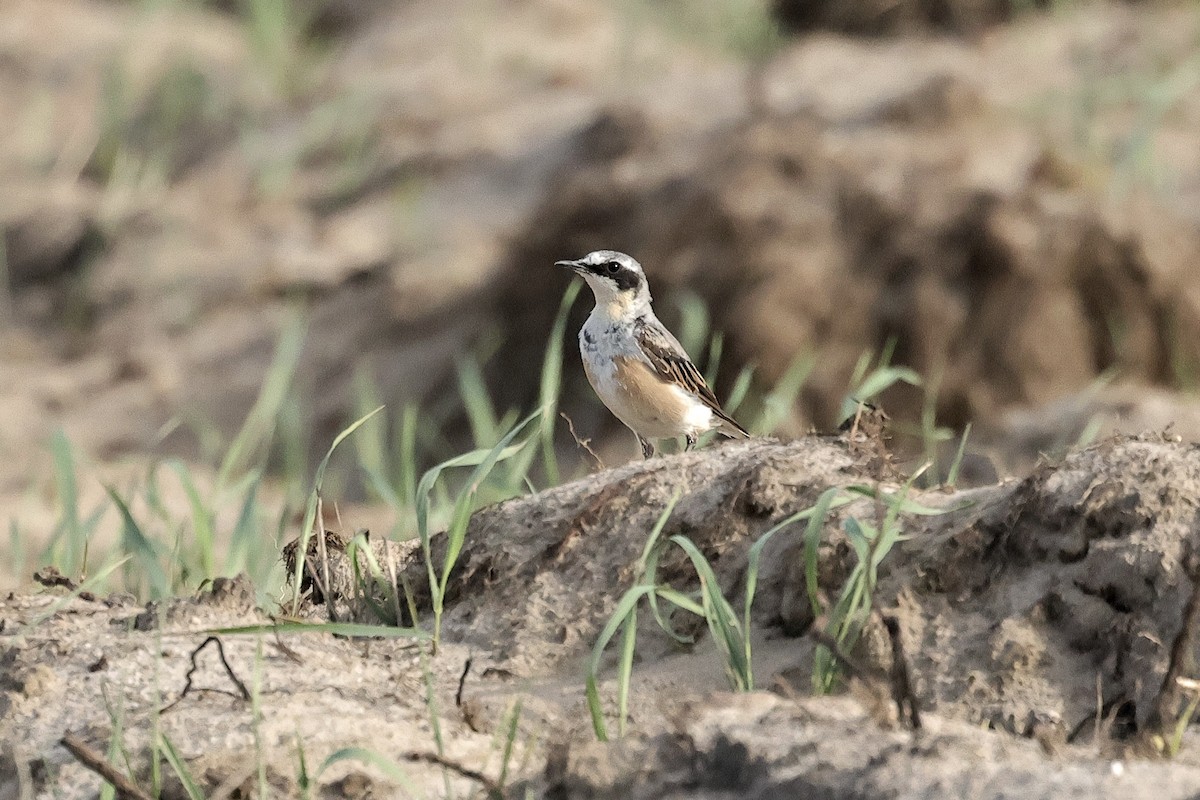 Northern Wheatear - ML645880296