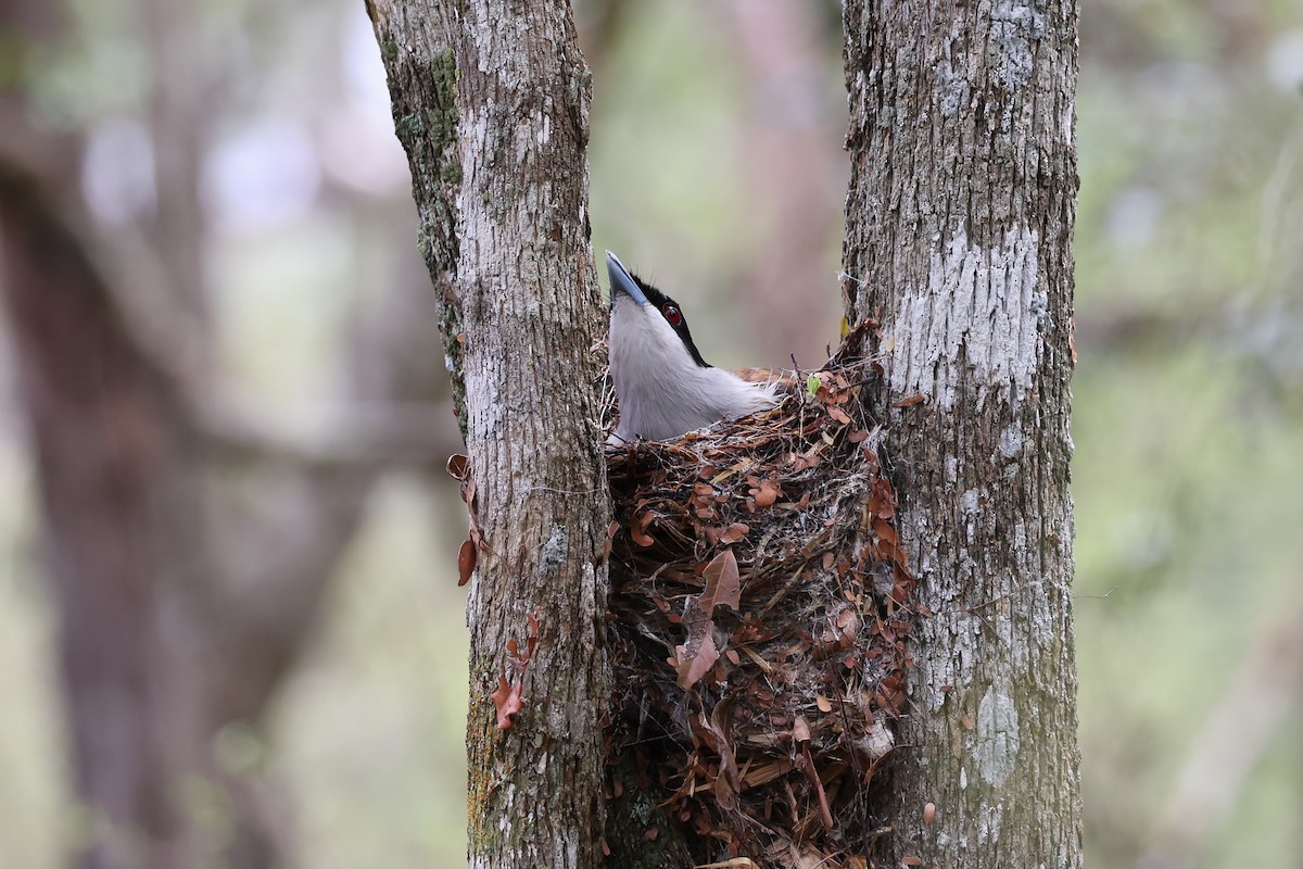 Madagascar Blue Vanga - ML645880297