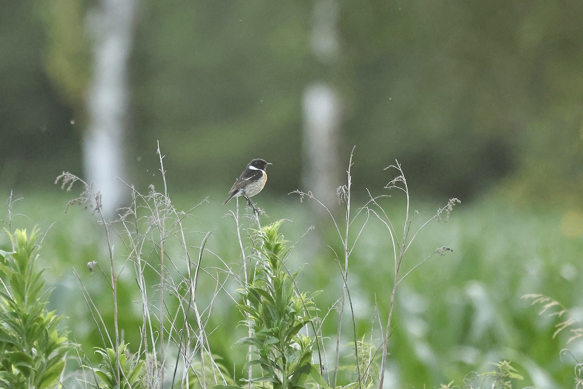 European Stonechat - ML645880302