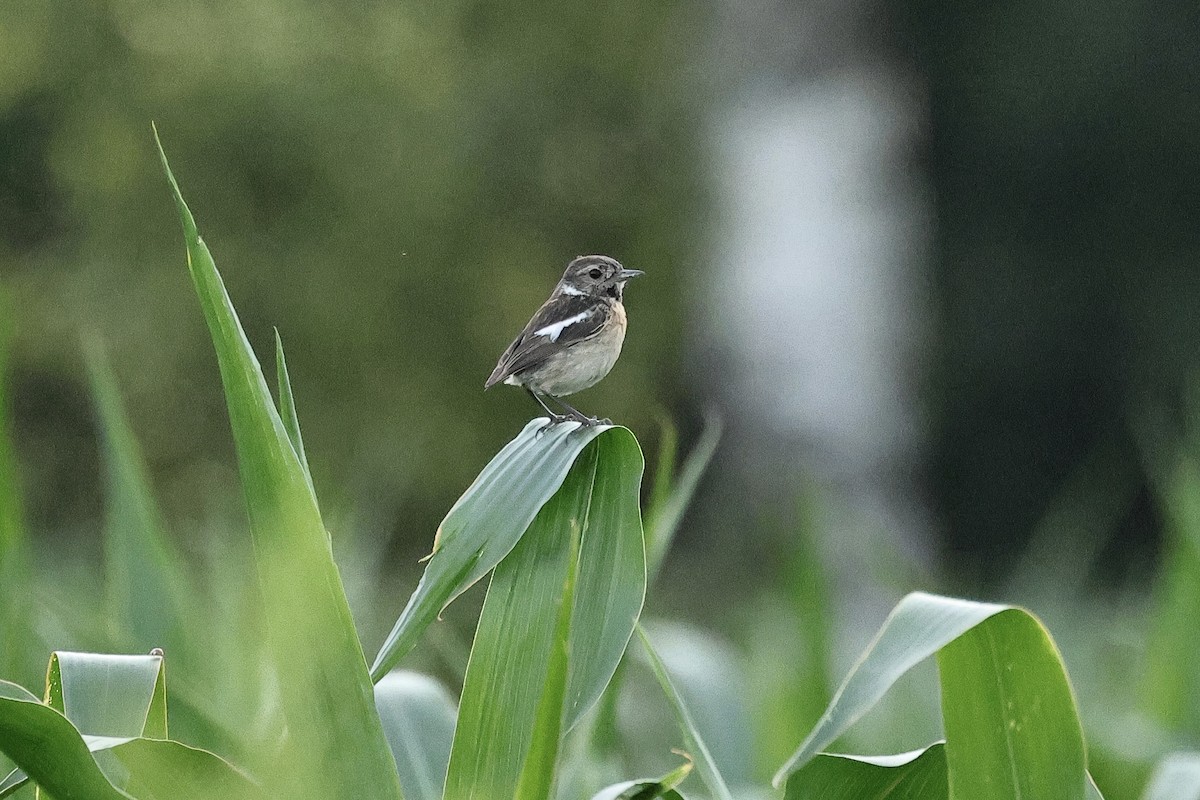 European Stonechat - ML645880303