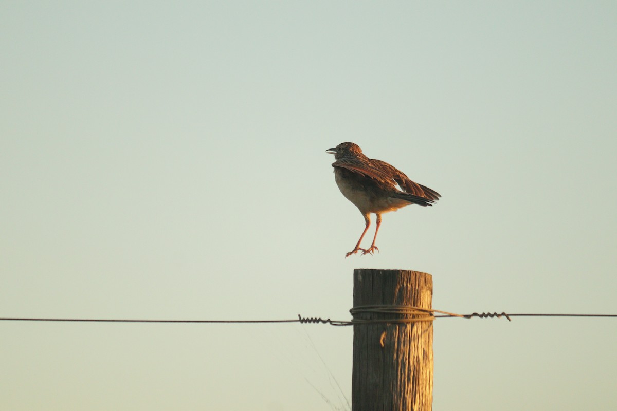 Rufous-naped Lark - ML645880304