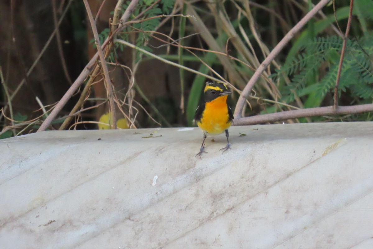 黃眉黃鶲 - ML645880309