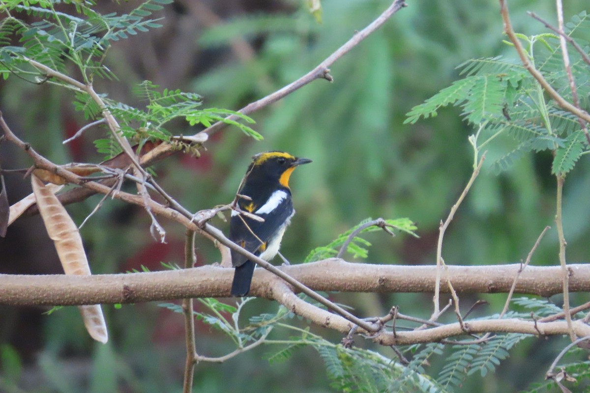 黃眉黃鶲 - ML645880310