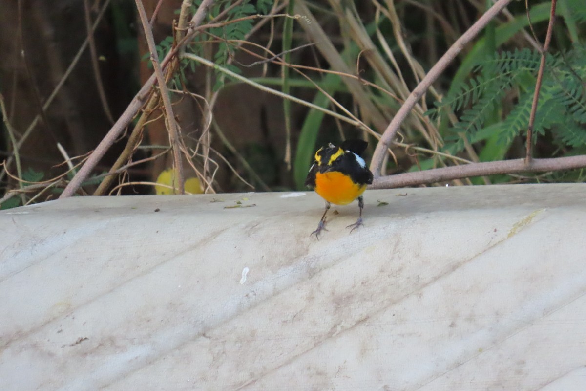 黃眉黃鶲 - ML645880311