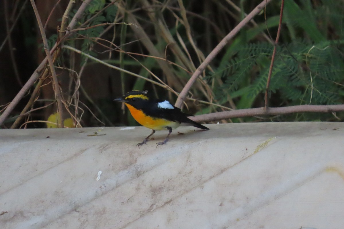 黃眉黃鶲 - ML645880312