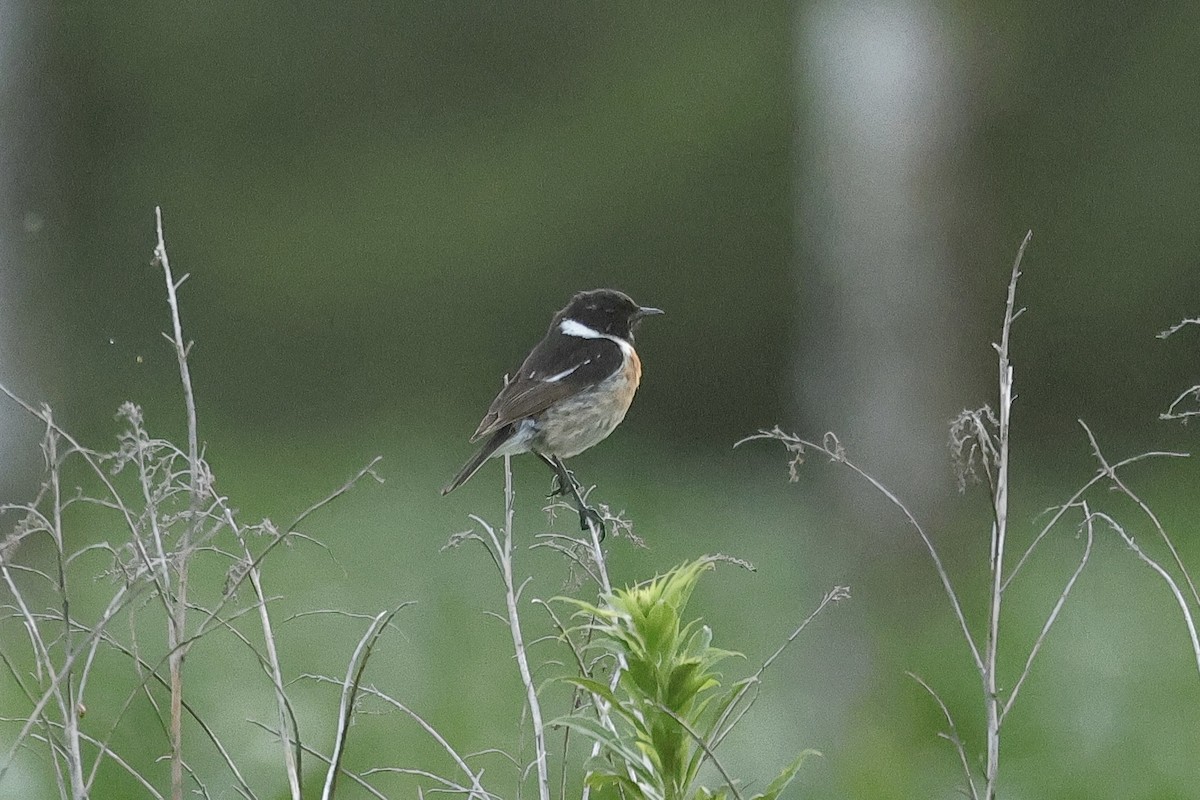 European Stonechat - ML645880313