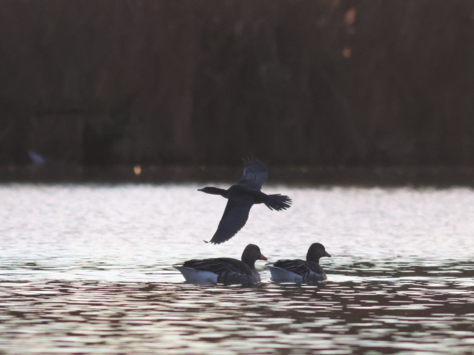 Ubarroi txikia - ML645880319