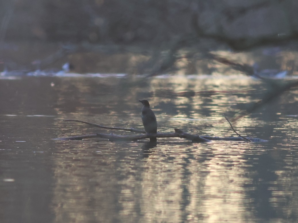 Ubarroi txikia - ML645880320