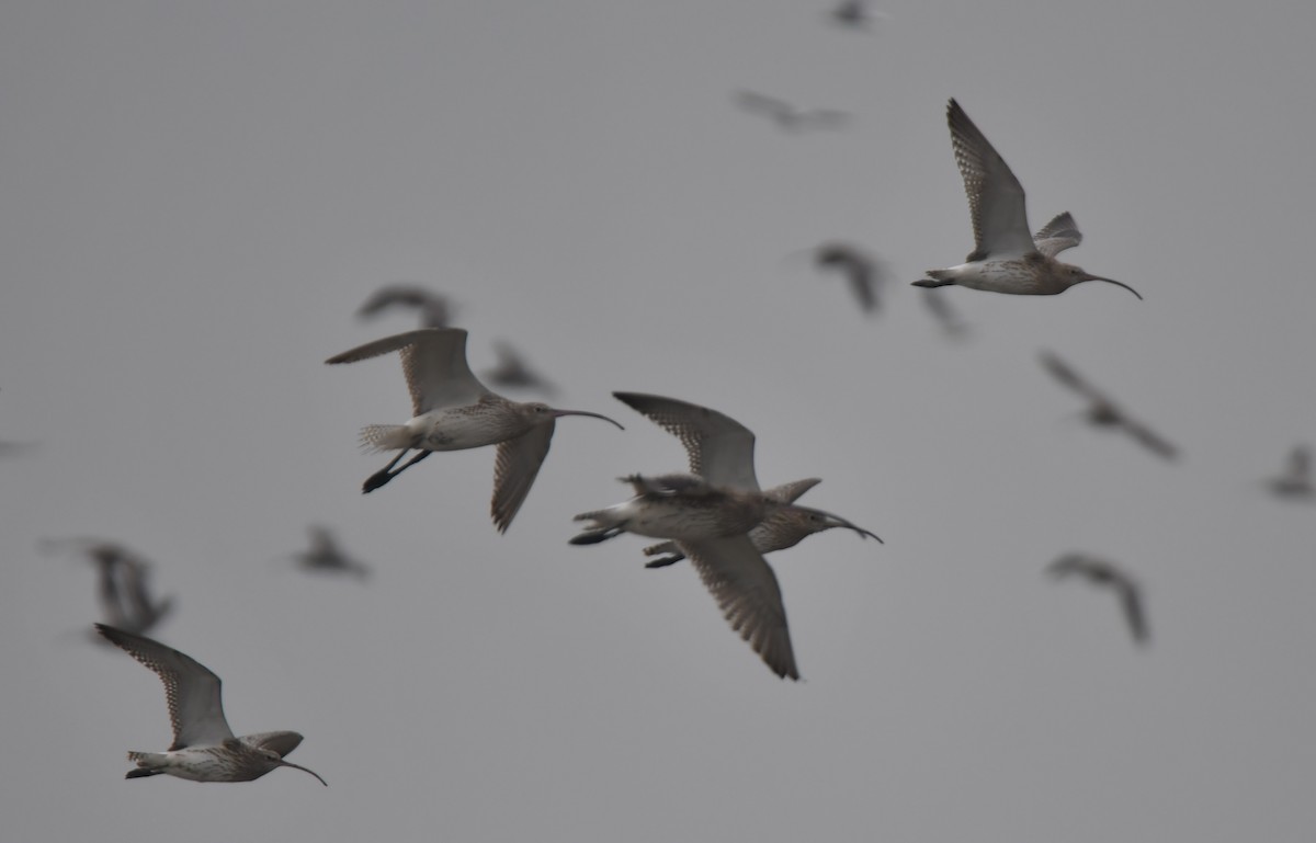Eurasian Curlew - ML645880331
