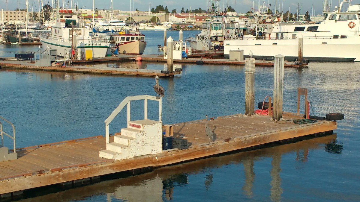 שקנאי חום - ML645880344