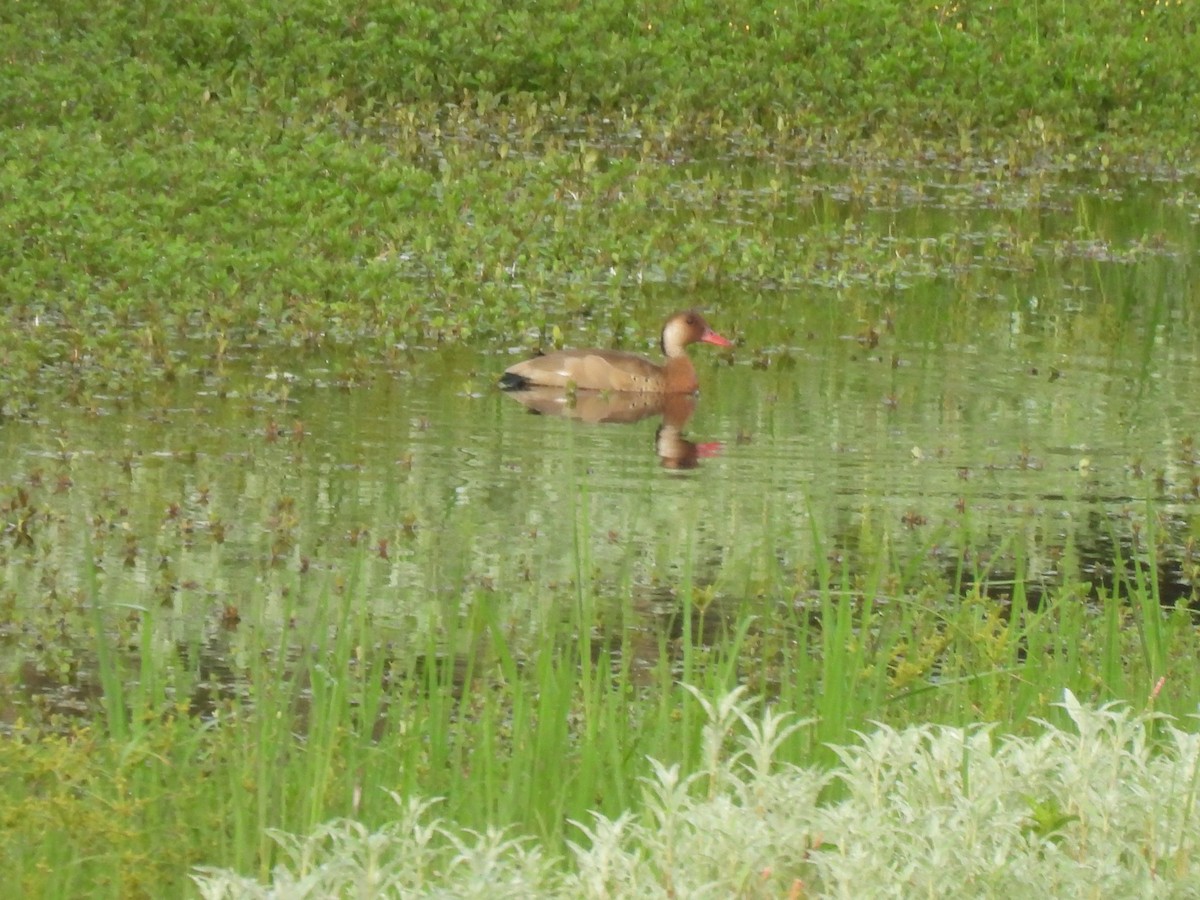 Brazilian Teal - ML645880350