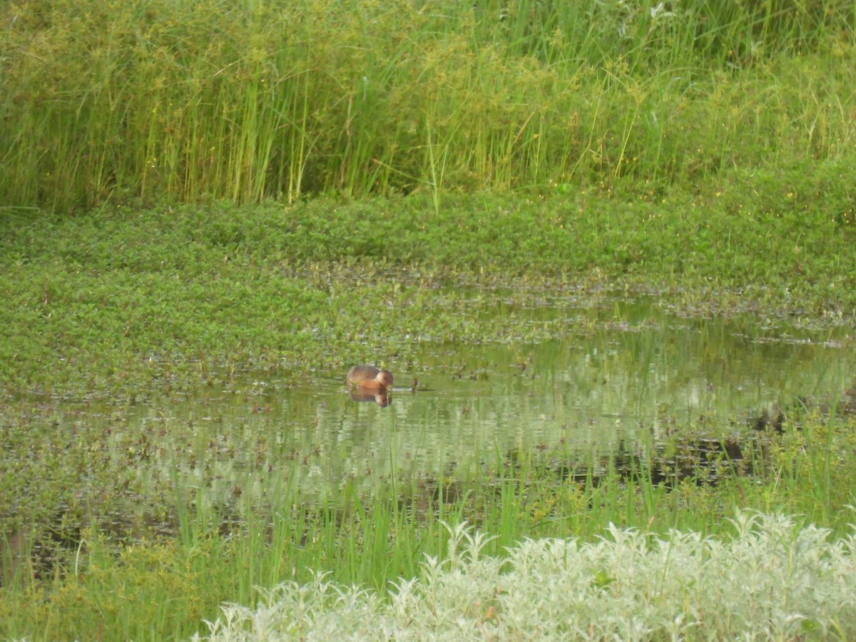 Brazilian Teal - ML645880351