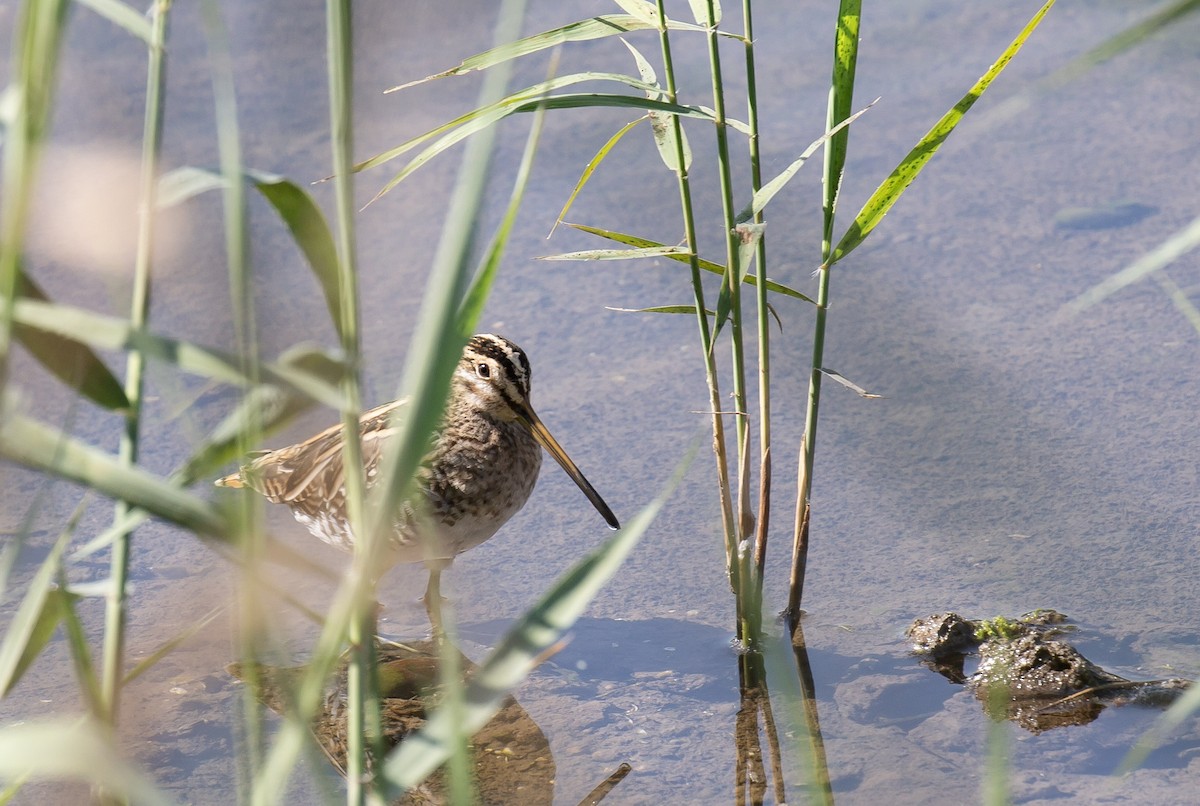 Common Snipe - ML645880356
