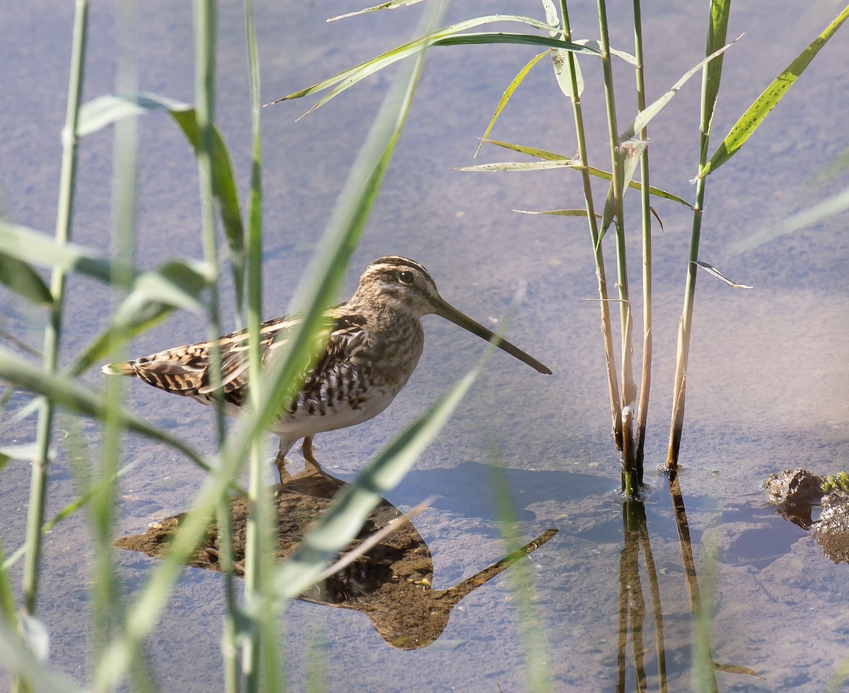 Common Snipe - ML645880357