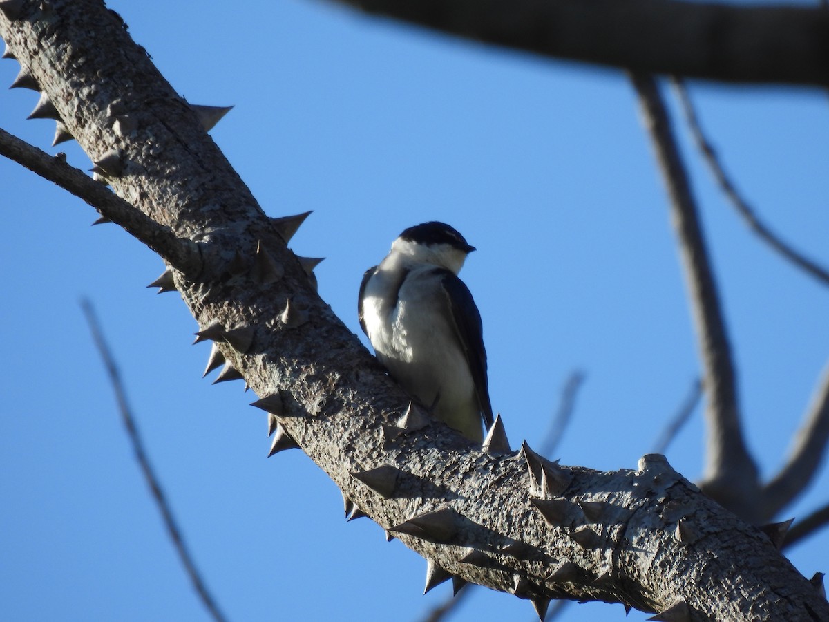 Ak Sokumlu Kırlangıç - ML645880362