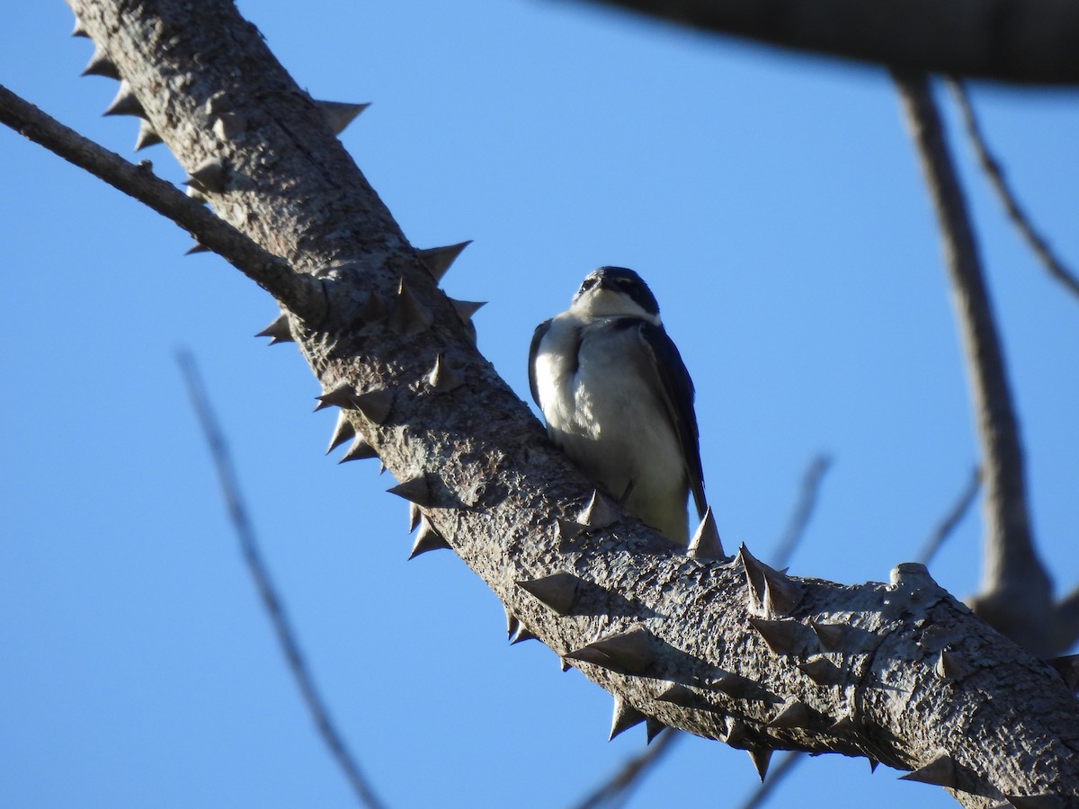 Ak Sokumlu Kırlangıç - ML645880363