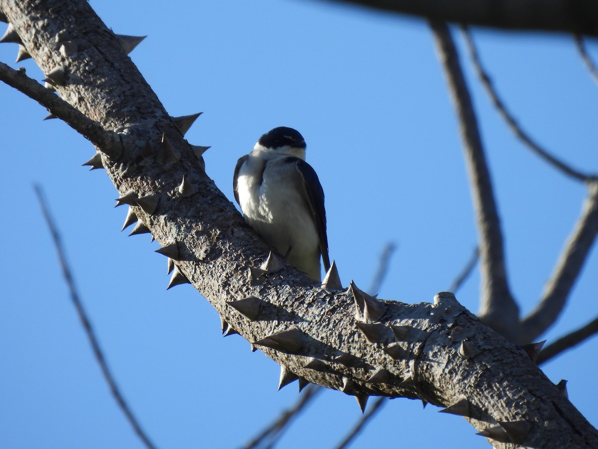 Ak Sokumlu Kırlangıç - ML645880364