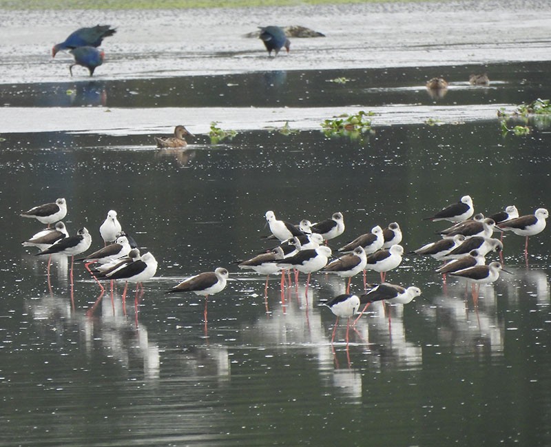 Zankaluze eurasiarra - ML645880390