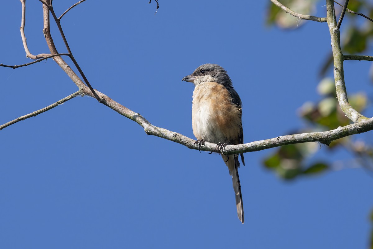 Tibetwürger - ML645880399