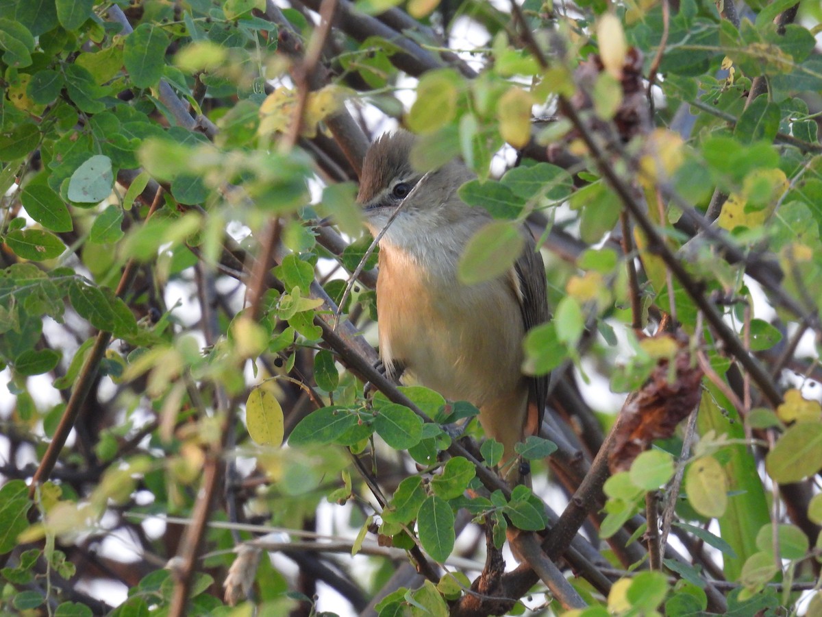 קנית אפריקנית - ML645880409