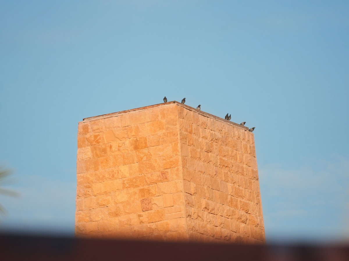 Rock Pigeon - ML645880415