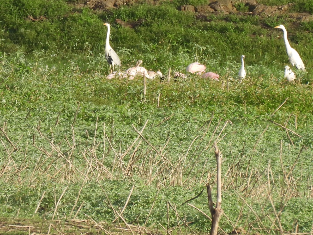 Roseate Spoonbill - ML645880426