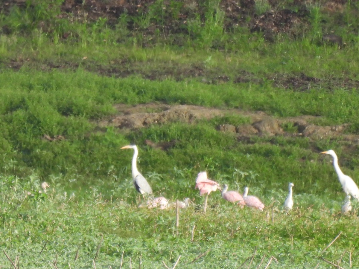 Cocoi Heron - ML645880430