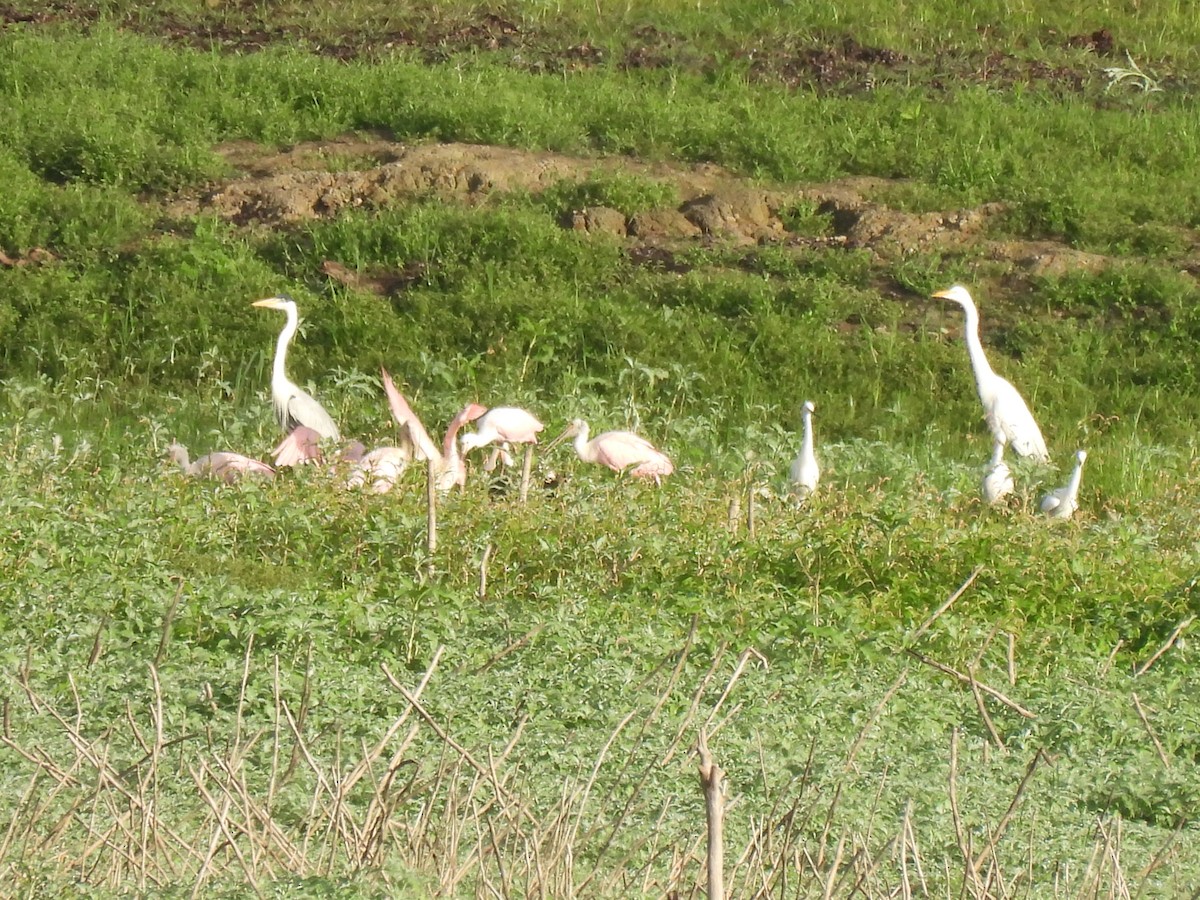 Cocoi Heron - ML645880433